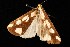  ( - moth75.02SA)  @12 [ ] CreativeCommons - Attribution (2010) Unspecified Centre for Biodiversity Genomics