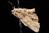  ( - moth29.02SA)  @12 [ ] CreativeCommons - Attribution (2010) Unspecified Centre for Biodiversity Genomics