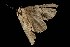  ( - moth29.02SA)  @12 [ ] CreativeCommons - Attribution (2010) Unspecified Centre for Biodiversity Genomics