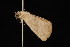  ( - moth2655.02)  @12 [ ] CreativeCommons - Attribution (2010) Unspecified Centre for Biodiversity Genomics