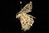  ( - moth1100.01)  @12 [ ] CreativeCommons - Attribution (2010) Unspecified Centre for Biodiversity Genomics