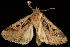  ( - moth2127.02)  @12 [ ] CreativeCommons - Attribution (2010) Unspecified Centre for Biodiversity Genomics