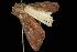  ( - moth2210.02)  @13 [ ] CreativeCommons - Attribution (2010) Unspecified Centre for Biodiversity Genomics