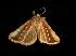  ( - moth2402.02)  @12 [ ] CreativeCommons - Attribution (2010) Unspecified Centre for Biodiversity Genomics