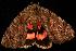  ( - moth2701.02)  @12 [ ] CreativeCommons - Attribution (2010) Unspecified Centre for Biodiversity Genomics