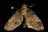  ( - moth642.02)  @12 [ ] CreativeCommons - Attribution (2010) Unspecified Centre for Biodiversity Genomics