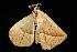  ( - moth982.01)  @12 [ ] CreativeCommons - Attribution (2010) Unspecified Centre for Biodiversity Genomics