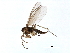  ( - 10PHMAL-1381)  @12 [ ] CreativeCommons - Attribution (2011) CBG Photography Group Centre for Biodiversity Genomics