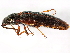  ( - 10PHMAL-1791)  @13 [ ] CreativeCommons - Attribution (2011) CBG Photography Group Centre for Biodiversity Genomics