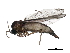  (Cratyna perplexa - 10PHMAL-1000)  @14 [ ] CreativeCommons - Attribution (2011) CBG Photography Group Centre for Biodiversity Genomics