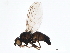  ( - 10PHMAL-1044)  @12 [ ] CreativeCommons - Attribution (2011) CBG Photography Group Centre for Biodiversity Genomics