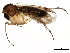  (Mycetophila sp. CJB2 - 10PHMAL-1255)  @15 [ ] CreativeCommons - Attribution (2011) CBG Photography Group Centre for Biodiversity Genomics