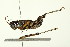  ( - 10PHMAL-1742)  @12 [ ] CreativeCommons - Attribution (2010) CBG Photography Group Centre for Biodiversity Genomics