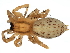  ( - 10PHMAL-2088)  @14 [ ] CreativeCommons - Attribution (2011) CBG Photography Group Centre for Biodiversity Genomics