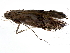  (Parornix DRD30 - 10PHMAL-2058)  @12 [ ] CreativeCommons - Attribution (2011) CBG Photography Group Centre for Biodiversity Genomics