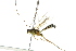  ( - 10PHMAL-2311)  @13 [ ] CreativeCommons - Attribution (2012) CBG Photography Group Centre for Biodiversity Genomics