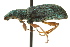  (Polydrusus - 10PHMAL-2451)  @15 [ ] CreativeCommons - Attribution (2012) CBG Photography Group Centre for Biodiversity Genomics