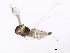  ( - 10PHMAL-3035)  @12 [ ] CreativeCommons - Attribution (2012) CBG Photography Group Centre for Biodiversity Genomics