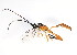  ( - BIOUG00854-H08)  @13 [ ] CreativeCommons - Attribution (2011) CBG Photography Group Centre for Biodiversity Genomics