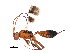  (Gelis sp - BIOUG00861-F07)  @15 [ ] CreativeCommons - Attribution (2011) CBG Photography Group Centre for Biodiversity Genomics