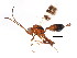  ( - BIOUG00861-H08)  @13 [ ] CreativeCommons - Attribution (2011) CBG Photography Group Centre for Biodiversity Genomics