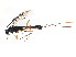  ( - BIOUG00801-B02)  @13 [ ] CreativeCommons - Attribution (2011) CBG Photography Group Centre for Biodiversity Genomics
