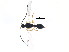  ( - BIOUG00820-F04)  @12 [ ] CreativeCommons - Attribution (2011) CBG Photography Group Centre for Biodiversity Genomics