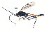  ( - BIOUG00821-C07)  @13 [ ] CreativeCommons - Attribution (2011) CBG Photography Group Centre for Biodiversity Genomics