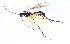  ( - BIOUG00821-C08)  @13 [ ] CreativeCommons - Attribution (2011) CBG Photography Group Centre for Biodiversity Genomics