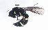  ( - BIOUG00821-F10)  @13 [ ] CreativeCommons - Attribution (2011) CBG Photography Group Centre for Biodiversity Genomics