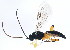  ( - BIOUG00857-F07)  @14 [ ] CreativeCommons - Attribution (2011) CBG Photography Group Centre for Biodiversity Genomics