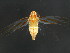  ( - BIOUG00917-A06)  @11 [ ] CreativeCommons - Attribution (2011) CBG Photography Group Centre for Biodiversity Genomics