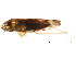  ( - BIOUG00917-B08)  @13 [ ] CreativeCommons - Attribution (2011) CBG Photography Group Centre for Biodiversity Genomics