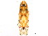  ( - BIOUG00917-C08)  @13 [ ] CreativeCommons - Attribution (2011) CBG Photography Group Centre for Biodiversity Genomics