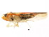  ( - BIOUG00917-C09)  @13 [ ] CreativeCommons - Attribution (2011) CBG Photography Group Centre for Biodiversity Genomics