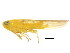  (Empoascini - BIOUG00917-F06)  @15 [ ] CreativeCommons - Attribution (2011) CBG Photography Group Centre for Biodiversity Genomics