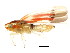  ( - BIOUG00917-G05)  @13 [ ] CreativeCommons - Attribution (2011) CBG Photography Group Centre for Biodiversity Genomics