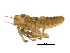  ( - BIOUG00917-H06)  @12 [ ] CreativeCommons - Attribution (2011) CBG Photography Group Centre for Biodiversity Genomics