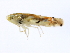  ( - BIOUG00935-C11)  @14 [ ] CreativeCommons - Attribution (2011) CBG Photography Group Centre for Biodiversity Genomics