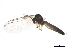  ( - BIOUG01433-C01)  @13 [ ] CreativeCommons - Attribution (2012) CBG Photography Group Centre for Biodiversity Genomics