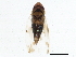  ( - BIOUG01516-D03)  @13 [ ] CreativeCommons - Attribution (2012) CBG Photography Group Centre for Biodiversity Genomics