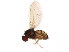  ( - BIOUG01389-A07)  @13 [ ] CreativeCommons - Attribution (2012) CBG Photography Group Centre for Biodiversity Genomics