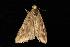  ( - moth376.02)  @12 [ ] CreativeCommons - Attribution (2010) Unspecified Centre for Biodiversity Genomics
