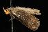  ( - moth463.02)  @13 [ ] CreativeCommons - Attribution (2010) Unspecified Centre for Biodiversity Genomics