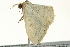  ( - BIOUG02250-H02)  @12 [ ] CreativeCommons - Attribution (2012) CBG Photography Group Centre for Biodiversity Genomics