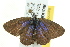  ( - BIOUG02252-B10)  @12 [ ] CreativeCommons - Attribution (2012) CBG Photography Group Centre for Biodiversity Genomics