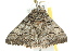  ( - BIOUG02252-E02)  @13 [ ] CreativeCommons - Attribution (2012) CBG Photography Group Centre for Biodiversity Genomics