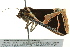  ( - BIOUG02252-H03)  @12 [ ] CreativeCommons - Attribution (2012) CBG Photography Group Centre for Biodiversity Genomics