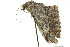  ( - BIOUG02252-H08)  @12 [ ] CreativeCommons - Attribution (2012) CBG Photography Group Centre for Biodiversity Genomics