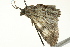 ( - BIOUG02253-A04)  @12 [ ] CreativeCommons - Attribution (2012) CBG Photography Group Centre for Biodiversity Genomics